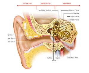 Ear image